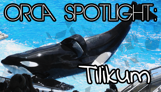 Whale Wednesday: Spotlight on Tilikum